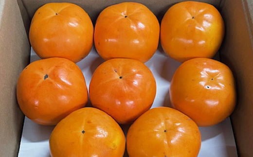 富有柿の新品種「紀州てまり」約7.5kg(22玉〜32玉おまかせ)【tec976】和歌山県串本町22000果物・フルーツその他 果物・フルーツ