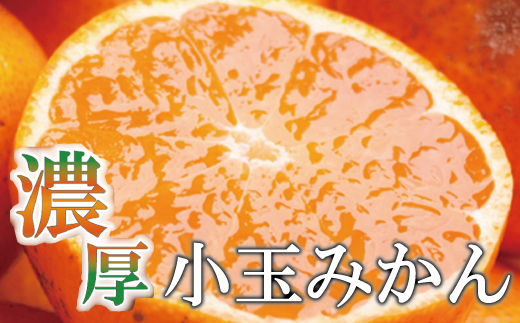 【先行予約】家庭用 小さな有田みかん 小さな(S以下) 10kg+250g ※10月より発送【わけあり・訳あり】【光センサー選果】※北海道・沖縄・離島配送不可 / みかん 果物 和歌山 果実 フルーツ有