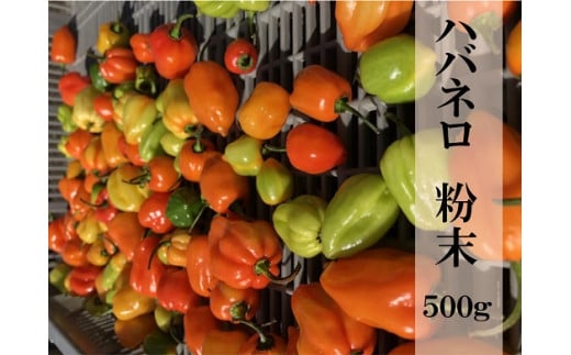 【熊野唐辛子】ハバネロ 粉末 500g 希少 国産唐辛子【kmng0001】三重県熊野市61000鍋セット・総菜・加工食品その他 鍋セット・総菜・加工食品