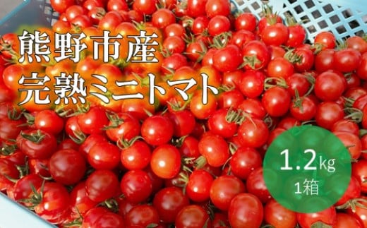 【2026年1月以降配送】熊野薬草園のミニトマト(1.2kg) トマト ミニトマト 熊野 予約受付【kmys0001】三重県熊野市10000野菜・きのこトマト