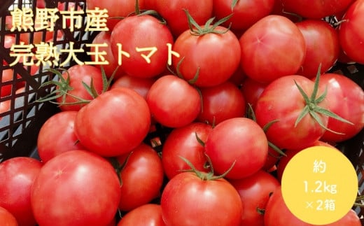 【2026年1月以降配送】熊野薬草園の大玉トマト(1.2kg×2箱) トマト 大玉トマト 熊野 予約受付【kmys0006】三重県熊野市12000野菜・きのこトマト