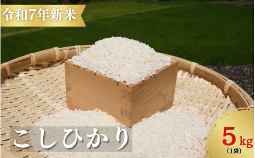 【令和7年新米】お米 コシヒカリ 熊野市育生町 恥ずかしがり屋のおじいちゃんが作った 自慢のお米 5kg 米 こめ 白米 こしひかり 精米【ligh0012】三重県熊野市22000米・パン白米
