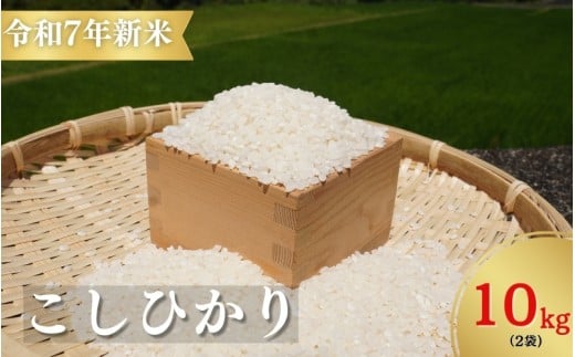【令和7年新米】お米 コシヒカリ 熊野市育生町 恥ずかしがり屋のおじいちゃんが作った 自慢のお米 10kg 米 こめ 白米 こしひかり 精米【ligh0013】三重県熊野市32000米・パン白米