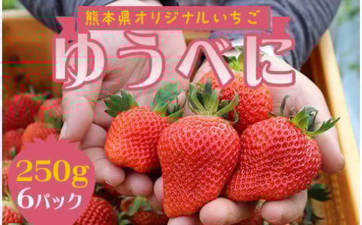 FKP9-540 【先行予約】球磨村産いちご/ゆうべに 3箱 (250g×6パック)熊本県球磨村14000果物・フルーツいちご