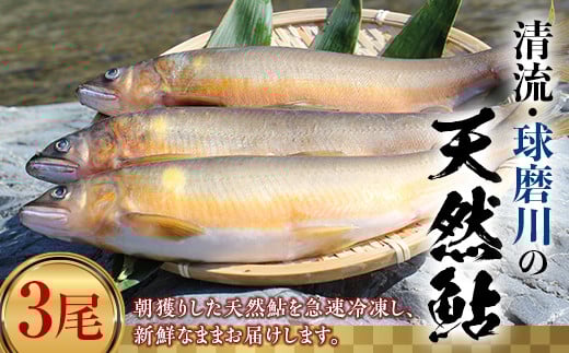 FKP9-366 球磨川の天然鮎 3尾熊本県球磨村15500魚介・海産物鮮魚