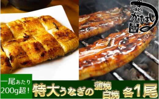 心に染みる「かけはし」の味 特大 うなぎの蒲焼き 白焼き(各1尾) 秘伝のタレ付福岡県小郡市43000魚介・海産物うなぎ