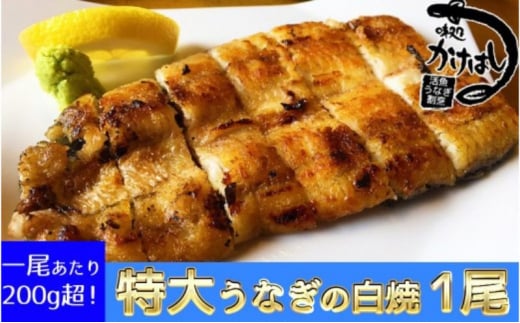心に染みる「かけはし」の味 特大 うなぎの白焼き 1尾福岡県小郡市23000魚介・海産物うなぎ