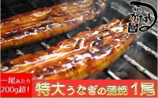 心に染みる「かけはし」の味 特大 うなぎの蒲焼き 1尾福岡県小郡市23000魚介・海産物うなぎ