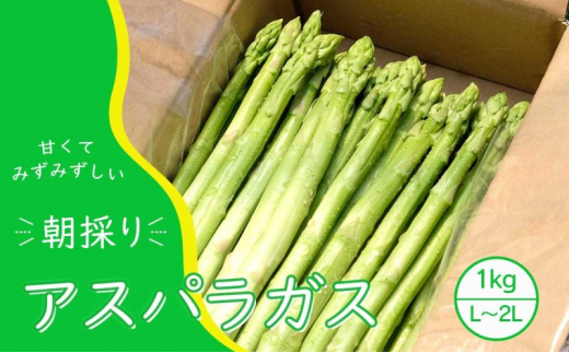 【先行予約】発送2026年4月 アスパラガス 小郡産 朝採りアスパラガス 1kg (L、2Lサイズ混) 野菜 永利農園福岡県小郡市14000野菜・きのこその他 野菜