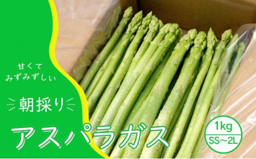 【先行予約】発送2026年4月 アスパラガス 小郡産 朝採りアスパラガス 1kg (SS、S、M、L、2Lサイズ混) 野菜 永利農園福岡県小郡市13000野菜・きのこその他 野菜