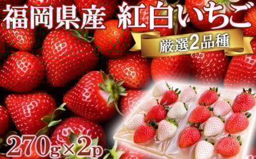 いちご いただきいちご園 厳選 2品種 色鮮やかなめでたい 紅白いちご ボリューム セット 食べ比べ 果物 デザート福岡県小郡市13000果物・フルーツいちご