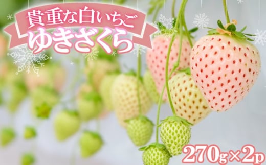 いちご 希少!白いちご 2パック 化粧箱入「ゆきざくら」 ほんのりピンクの初恋色 ギフトに最適 化粧箱 ギフト 贈り物 贈答用福岡県小郡市17000果物・フルーツいちご