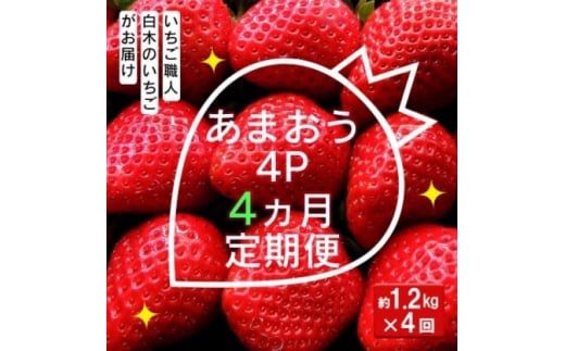 定期便 4ヶ月 いちご いちご職人 白木のいちご あまおう 1.2kg (300g×4P) 4回 コース イチゴ 苺 果物 デザート お楽しみ ※配送不可:沖縄・離島福岡県小郡市80000果物・フルーツいちご