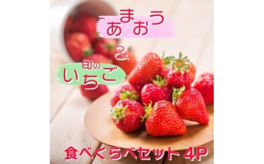 いちご いちご職人 白木のいちご 「あまおう2P」と「旬のいちご2P」 食べ比べ セット イチゴ 苺 果物 デザート ※配送不可:沖縄・離島福岡県小郡市20000果物・フルーツいちご