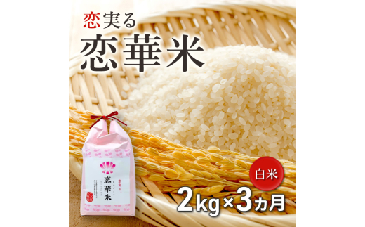 定期便 3回 ハニーベル 昔ながらの有機れんげ栽培 「恋華米」 2kg×3カ月福岡県小郡市24000米・パン白米