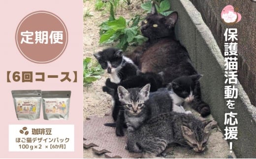 定期便 6回 コーヒー 保護猫活動を応援! 珈琲豆 2種各100g×6カ月 珈琲福岡県小郡市60000お茶・飲料コーヒー・紅茶