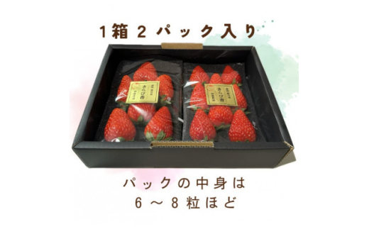 <先行受付>いちご<きらぴ香>1箱 (1箱2パック入り 約250g×2)【1634076】静岡県掛川市10000果物・フルーツいちご