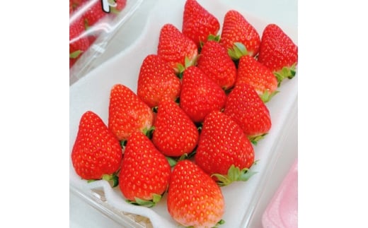<2026年出荷先行予約>総重量約540g<掛川市産いちご>紅ほっぺ DXパック(2パック入)【1635327】静岡県掛川市16000果物・フルーツいちご