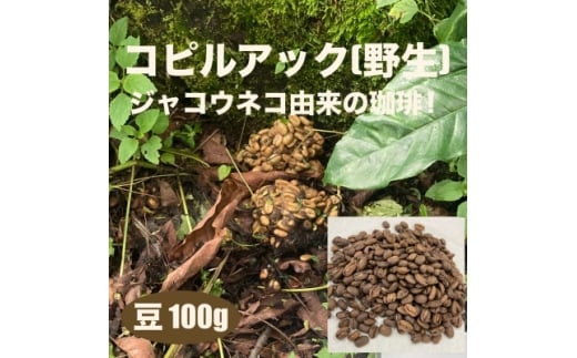 ジャコウネコ由来の希少コーヒー 野生コピルアック珈琲・掛川自家焙煎で丁寧に仕上げた贈答品 100g【1651759】静岡県掛川市28000お茶・飲料コーヒー・紅茶