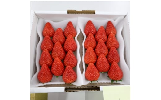 紅ほっぺセット(8パック)【1676931】静岡県掛川市23000果物・フルーツいちご