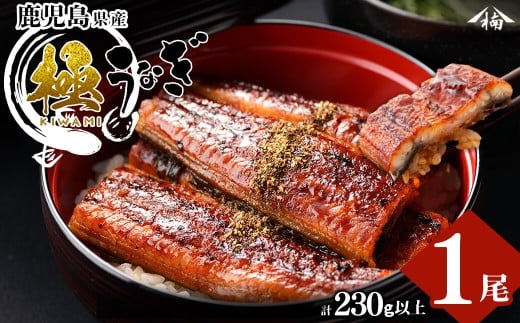楠田の極うなぎ 蒲焼き 1尾(230g以上) a3-184鹿児島県志布志市13000魚介・海産物うなぎ