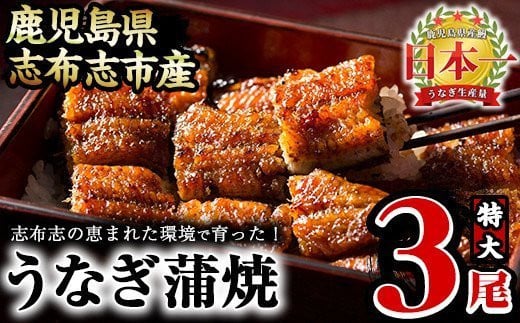 うなぎの大楠<特大>3尾セット計510g(170g×3) b3-005鹿児島県志布志市23000魚介・海産物うなぎ