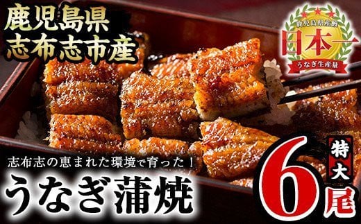 うなぎの大楠<特大>6尾セット計1kg超(170g×6) d5-001鹿児島県志布志市45000魚介・海産物うなぎ
