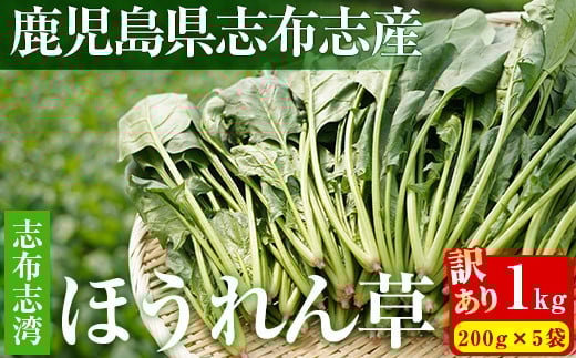 【数量限定・訳あり】志布志湾ほうれん草(計1kg 200g×5袋) サラダ おひたし お味噌汁 スムージー ほうれん草 ジュース ほうれんそう p7-034鹿児島県志布志市7000野菜・きのこその他 野菜