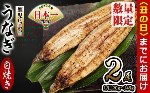 【丑の日までに配送】鹿児島県産 伊崎田のうなぎ白焼き <120g以上>× 2尾(計240g以上) a4-083-us鹿児島県志布志市14000魚介・海産物うなぎ