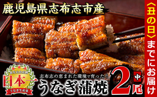 【丑の日までに配送】うなぎの大楠<中>2尾セット計260g(130g×2) a4-065-us鹿児島県志布志市14000魚介・海産物うなぎ