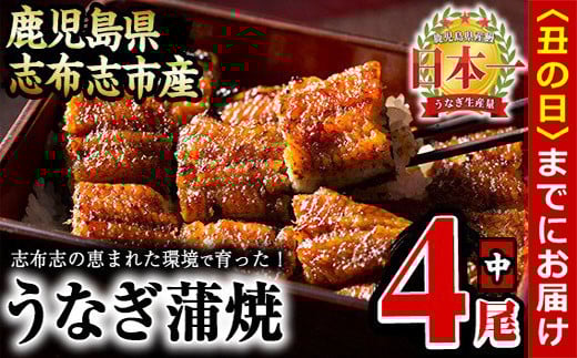 【丑の日までに配送】うなぎの大楠<中>4尾セット計520g(130g×4) b5-171-us鹿児島県志布志市25000魚介・海産物うなぎ