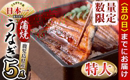 【丑の日までに配送】鹿児島県産 伊崎田のうなぎ蒲焼 特大<190g以上>× 5尾(計950g以上) c9-001-us鹿児島県志布志市39000魚介・海産物うなぎ