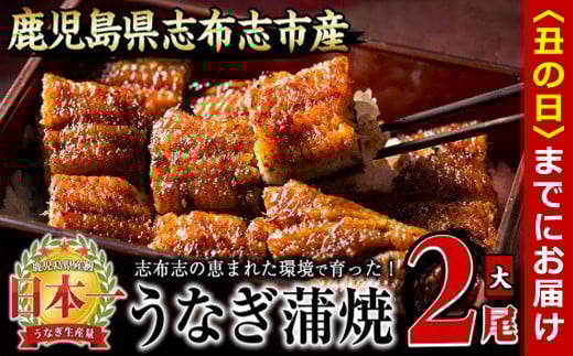 【丑の日までに配送】うなぎの大楠<大>2尾セット計300g(150g×2) a5-244-us鹿児島県志布志市15000魚介・海産物うなぎ