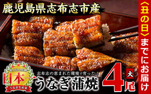 【丑の日までに配送】うなぎの大楠<大>4尾セット計600g(150g×4) b8-026-us鹿児島県志布志市28000魚介・海産物うなぎ