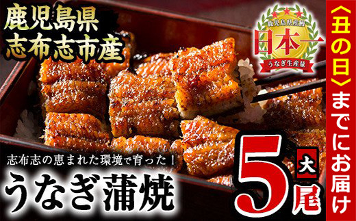 【丑の日までに配送】うなぎの大楠<大>5尾セット計750g(150g×5) c4-009-us鹿児島県志布志市34000魚介・海産物うなぎ