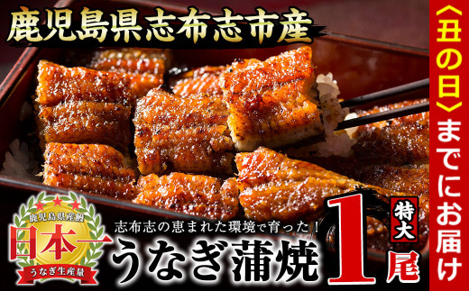 【丑の日までに配送】うなぎの大楠<特大>1尾170g a1-104-us鹿児島県志布志市11000魚介・海産物うなぎ