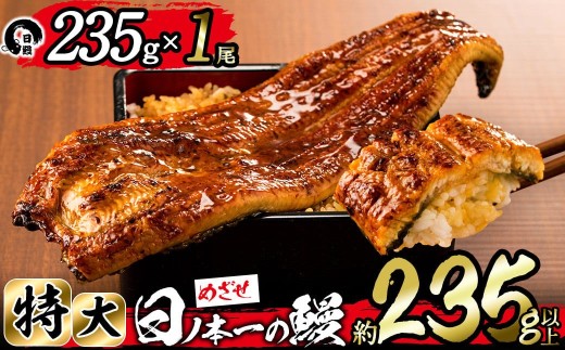 【志布志市制20周年記念】<期間限定規格>日ノ本一の鰻の蒲焼き<特大>1尾(約235g以上) a4-071-sbs鹿児島県志布志市14000魚介・海産物うなぎ