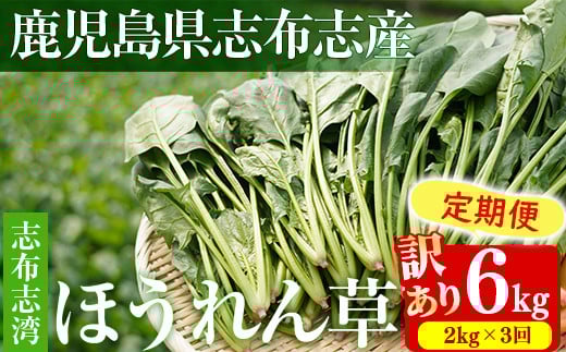 【定期便3回】【数量限定・訳あり】志布志湾ほうれん草(計6kg 2kg×3回) サラダ おひたし お味噌汁 スムージー ほうれん草 ジュース ほうれんそう t0036-005鹿児島県志布志市36000野菜・きのこそ