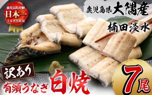 【訳あり】鹿児島県大隅産!楠田の極うなぎ白焼き 有頭(7尾 910g以上) 国産 鹿児島県産 鰻 不揃い 大容量 真空 冷凍 白焼き うなぎ 訳あり c8-030鹿児島県志布志市38000魚介・海産物うなぎ