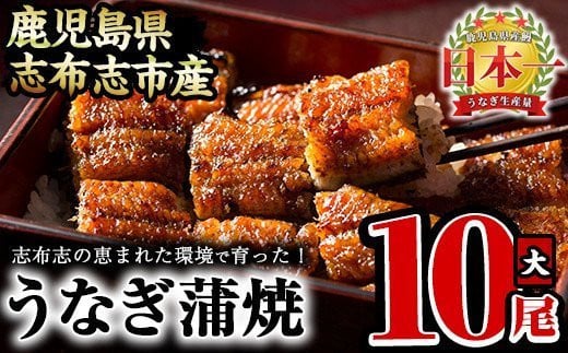 うなぎの大楠<大>10尾セット計1.5kg(150g×10尾) うなぎ 鰻 ウナギ 国産 九州産 蒲焼き かばやき 冷凍 うな重 ひつまぶし タレ 山椒 真空パック ランキング 人気 f7-001鹿児島県志布志市67000魚介