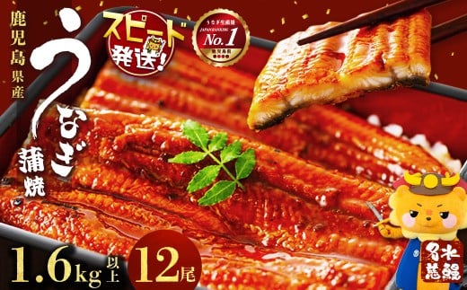 【数量限定】鹿児島県産うなぎ蒲焼 名水慈鰻 12尾(1尾約120g以上)<計約1.6kg以上> f2-003鹿児島県志布志市62000魚介・海産物うなぎ