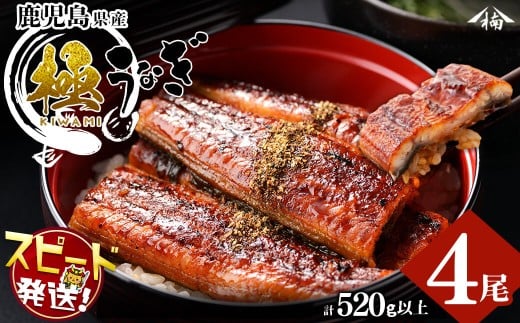 <入金確認後、2週間以内に発送!>楠田の極うなぎ蒲焼130g以上×4尾(計520g以上) 山椒付たれ 鰻 ウナギ 蒲焼 うな重 ひつまぶし 鹿児島 冷凍 おかず お祝い b3-013-2w鹿児島県志布志市23000魚介・
