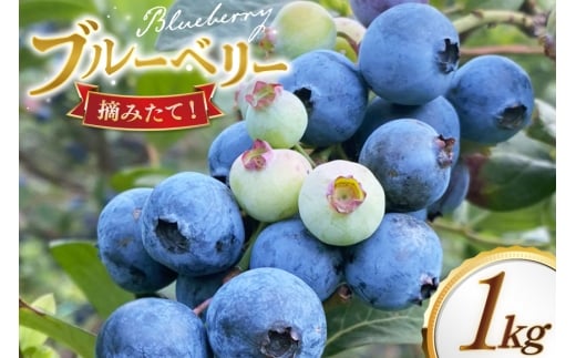 u[x[ Ⓚ 250g 4pbN v 1kg [u[x[ moon berry's kitchen 茧 ˎs hr42bhb500002] n fU[g XC[c X[W[ 茧ˎs16800ʕEt[c̑