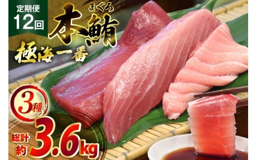 }O ؂g ɊC 3 Zbg 300g 12  v3.6kg lߍ킹 Hה [͘FGrX 茧 ˎs hr42bgy390026] ܂ hg  Ԑg Ƃ g  ܂ Ⓚ 