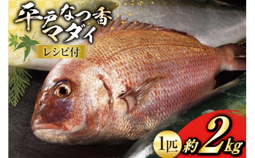 ^C hg ˂Ȃ  ہX 1C 2kg [ij쐅Y 茧 ˎs hr42bgy420108]   hgp  ①  t[c  č N CN CN CN  Vst 