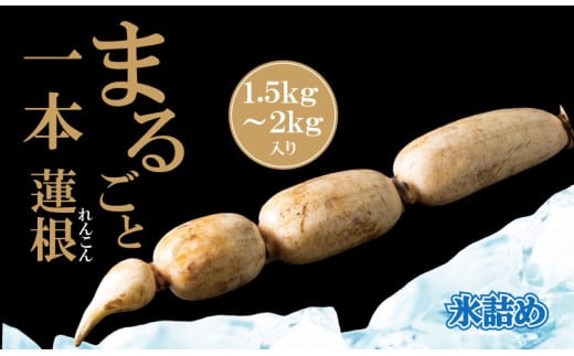 まるごと一本!氷詰めレンコン(1.5〜2kg)新鮮な鮮度佐賀県小城市14000野菜・きのこ大根・ニンジン・根菜類