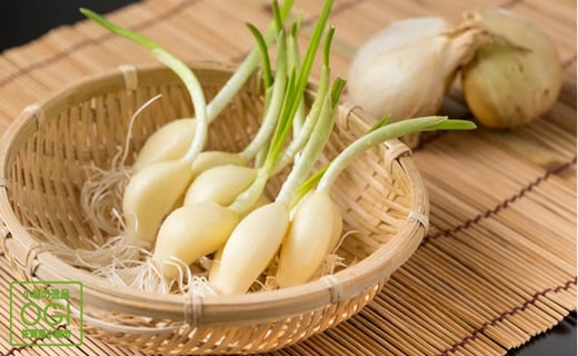 水耕栽培ニンニクセット(4パック)臭いが気にならない!佐賀県小城市7000野菜・きのこその他 野菜
