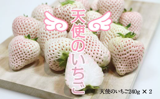 【先行予約令和8年1月配送開始】佐賀県産いちご 天使のいちご240g X 2パック 凛々 苺佐賀県小城市12000果物・フルーツいちご