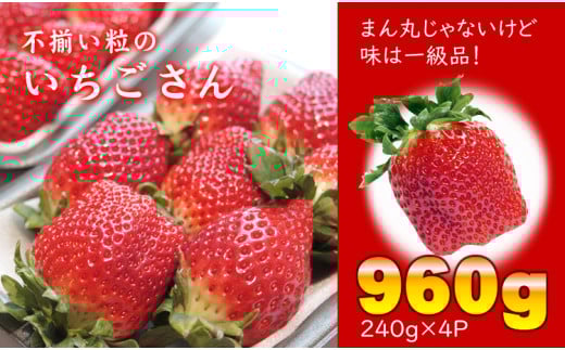 【先行予約令和8年1月配送開始】不揃い粒のいちごさん960g(240g×4P)江島農園  苺佐賀県小城市10000果物・フルーツいちご