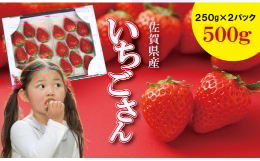 【先行予約令和8年1月配送開始】佐賀ブランド苺「いちごさん」合計500g(250g×2セット)凛々 イチゴ佐賀県小城市7500果物・フルーツいちご